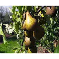 Змішаний Сад (яблука та груші)