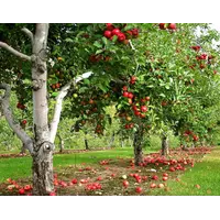 Яблуневий Сад